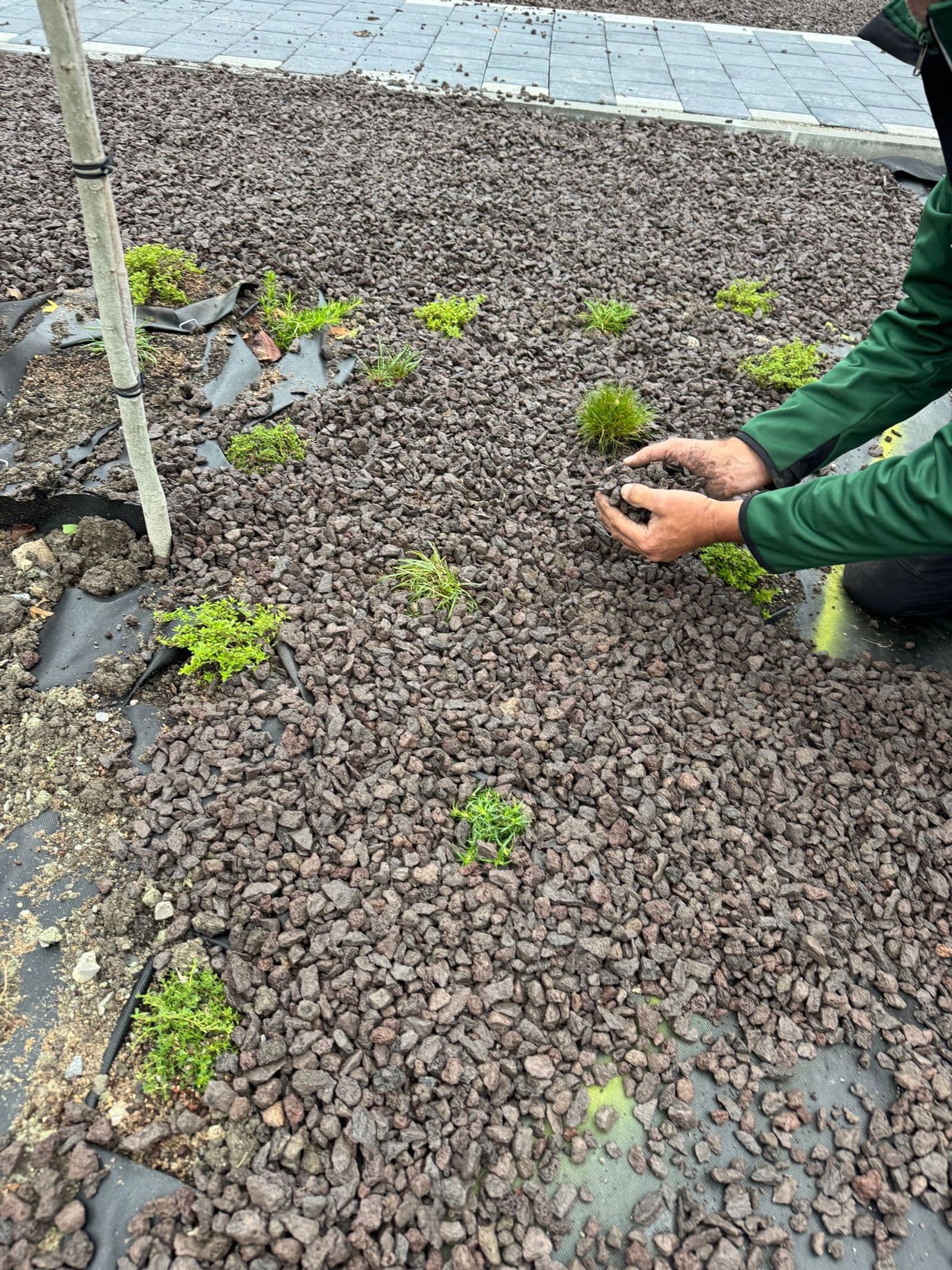 Heckenschnitt Ergebnis